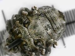 Glocianus