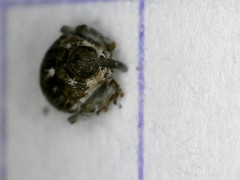 Glocianus