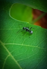 Polyrhachis tibialis