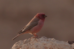Carpodacus synoicus