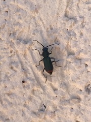 Anthomalachius spinosus