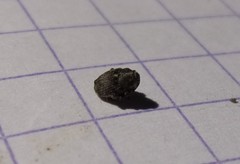 Glocianus