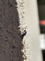 Anthomalachius spinosus