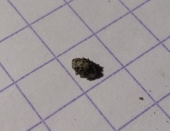 Glocianus
