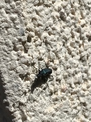 Anthomalachius spinosus