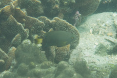 Pomacentrus chrysurus