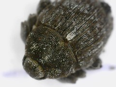 Glocianus