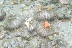 Temnopleurus reevesii