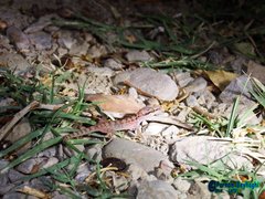 Hemidactylus robustus