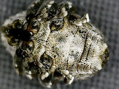 Glocianus