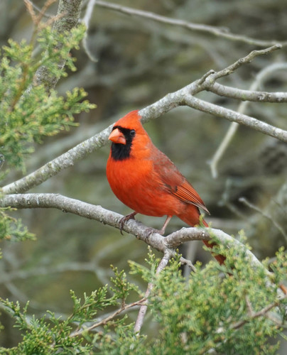 Northern Cardinal photographed in Delaware