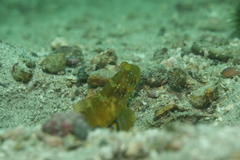 Cryptocentrus sericus