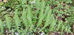 Dennstaedtia scandens