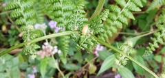 Dennstaedtia scandens