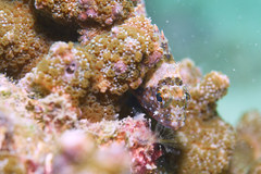 Sebastiscus marmoratus