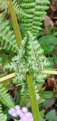 Dennstaedtia scandens