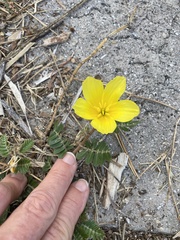 Tribulus cistoides