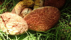 Suillus spraguei image