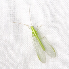 Chrysoperla plorabunda