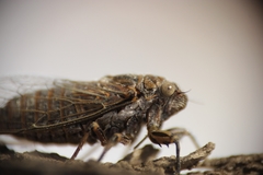 Chilecicada occidentis