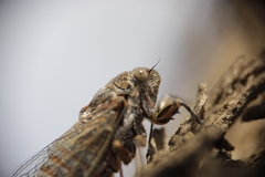 Chilecicada occidentis