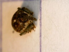 Glocianus