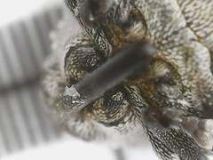 Glocianus