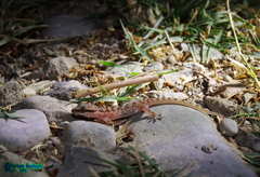 Hemidactylus robustus