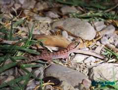 Hemidactylus robustus