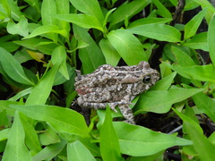 Persicaria senegalensis