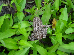 Persicaria senegalensis