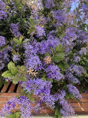 Petrea volubilis