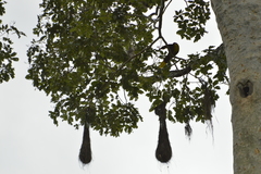 Psarocolius bifasciatus