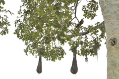 Psarocolius bifasciatus