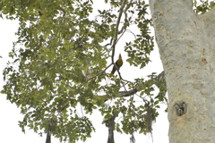 Psarocolius bifasciatus