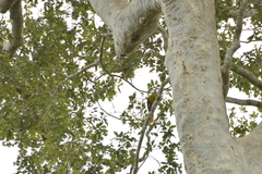 Psarocolius bifasciatus