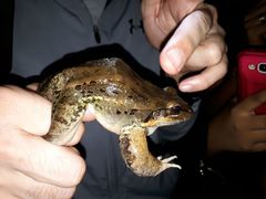 Leptodactylus insularum