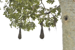 Psarocolius bifasciatus