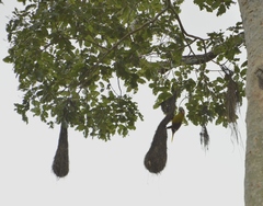 Psarocolius bifasciatus