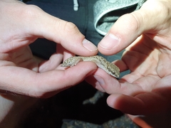 Pachydactylus maculatus