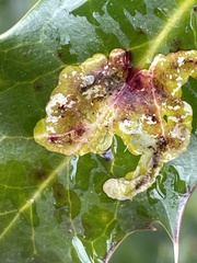 Phytomyza ilicis