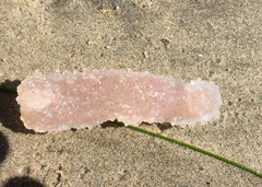 Atlantic Pyrosomes photo 1