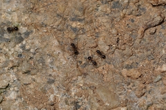 Pristomyrmex