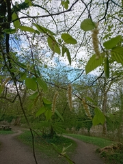 Angiospermae