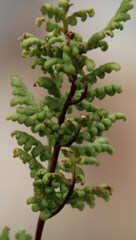 Cheilanthes multifida multifida
