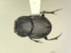 Onthophagus tuberculifrons