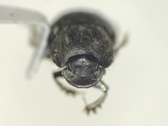 Onthophagus tuberculifrons