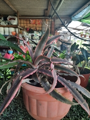 Cryptanthus acaulis