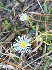 Erigeron vernus