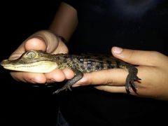 Caiman crocodilus fuscus